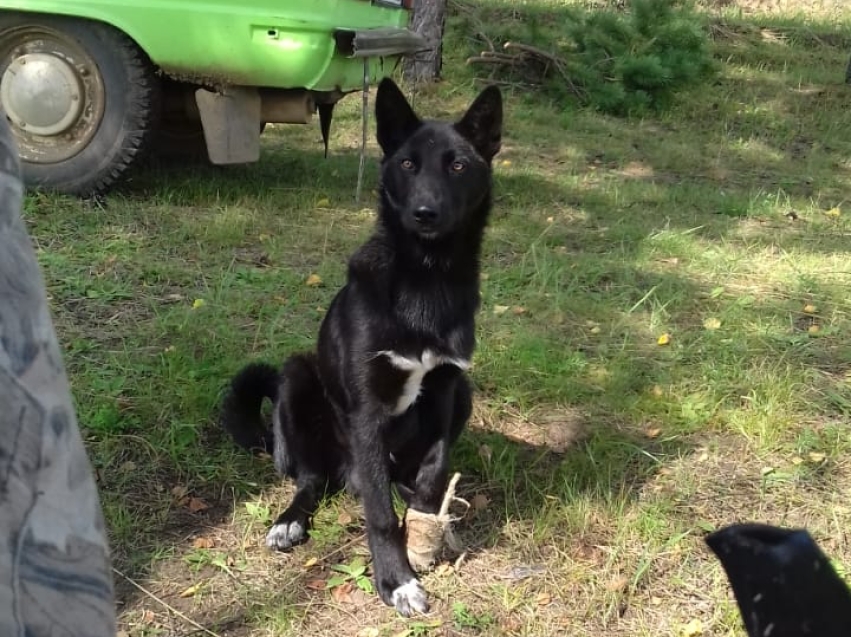 Забайкальский ветеринар спас собаку, проведя операцию в полевых условиях